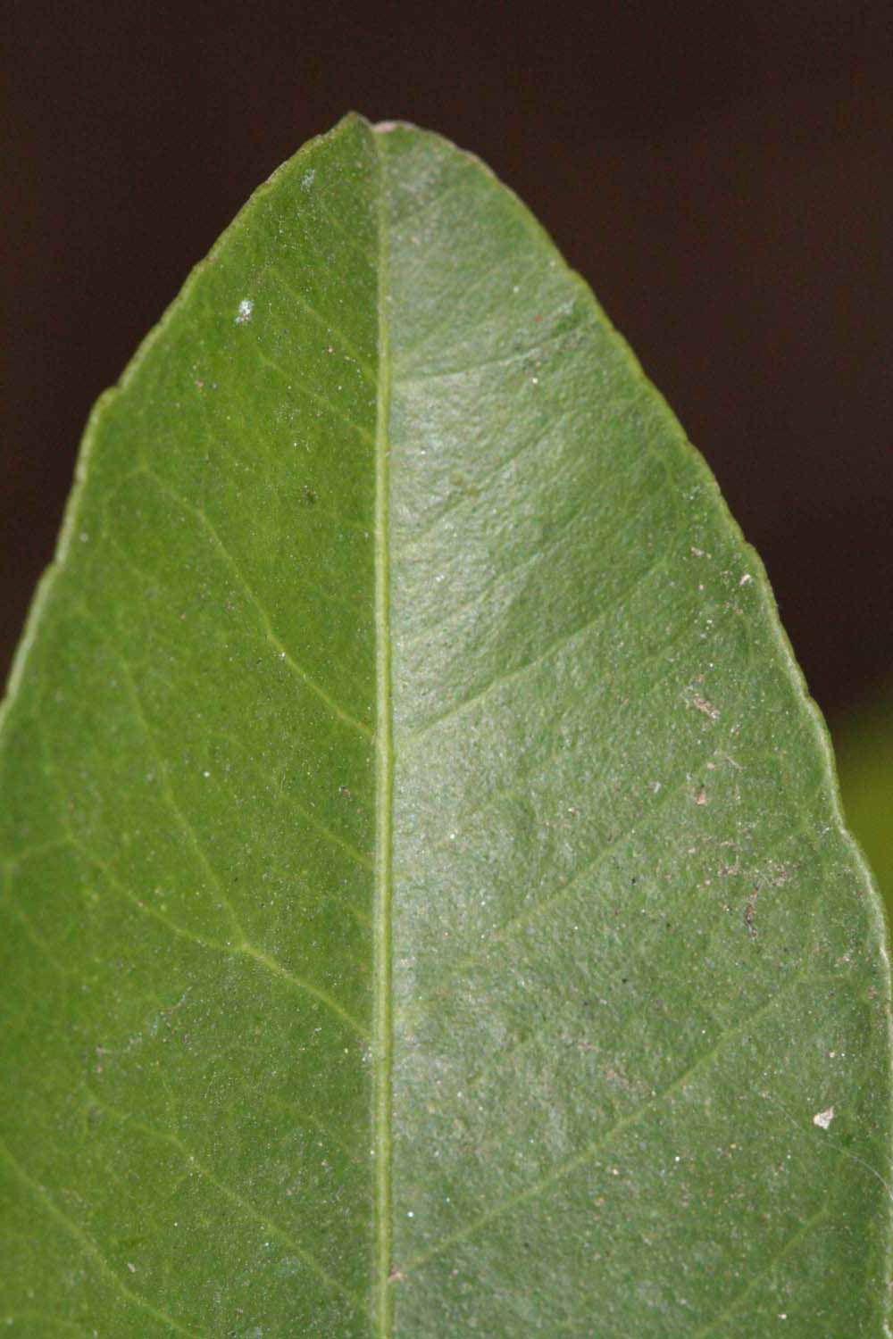              Margin (Riverside, CA)       